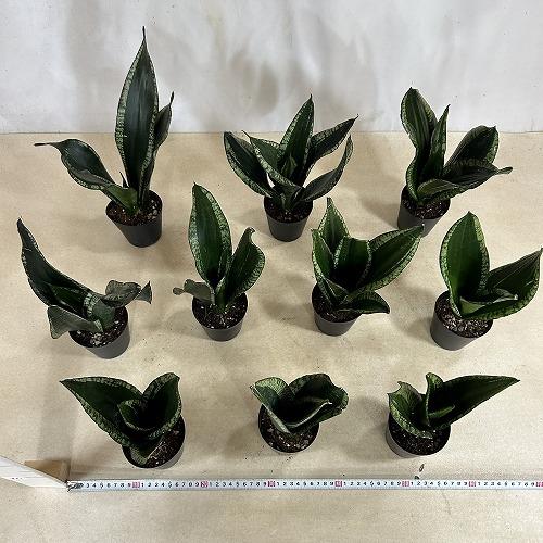 多肉植物　サンセベリア ローレンチー ブラックタイガー 3号ポット(個体おまかせ1鉢)　インテリアグリーン 室内園芸 おしゃれ 可愛い かわいい |  | 08