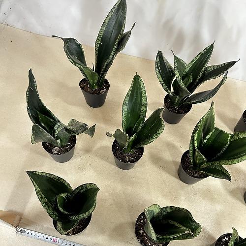 多肉植物　サンセベリア ローレンチー ブラックタイガー 3号ポット(個体おまかせ1鉢)　インテリアグリーン 室内園芸 おしゃれ 可愛い かわいい |  | 09