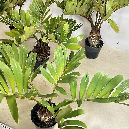 観葉植物 メキシコソテツ(ザミア フルフラケア) 4号硬質ポット(個体