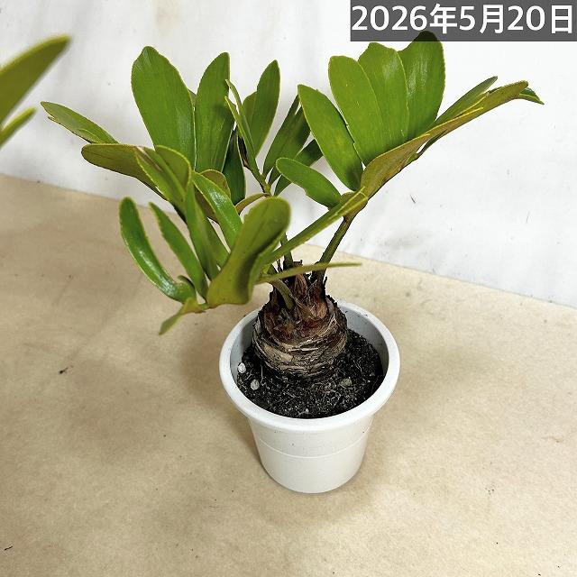 メキシコソテツ(ザミア フルフラケア) 4号硬質ポット(個体おまかせ1鉢