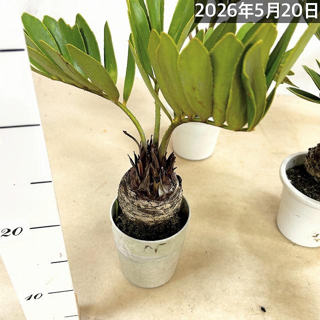 メキシコソテツ(ザミア フルフラケア) 4号硬質ポット(個体おまかせ1鉢