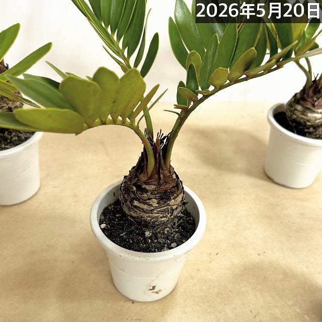 メキシコソテツ(ザミア フルフラケア) 4号硬質ポット(個体おまかせ1鉢