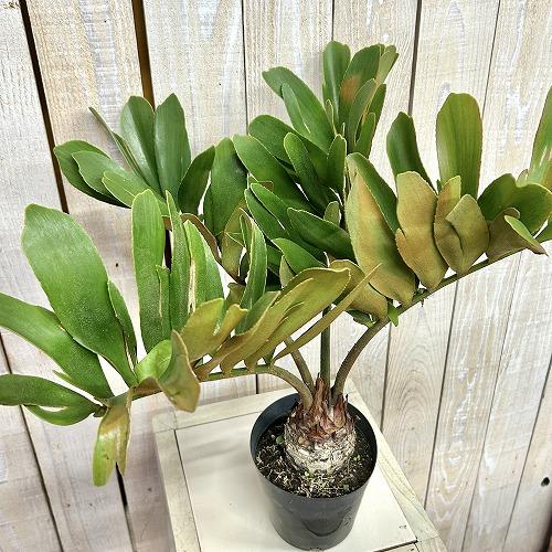 観葉植物 メキシコソテツ(ザミア フルフラケア) 4号硬質ポット(個体 
