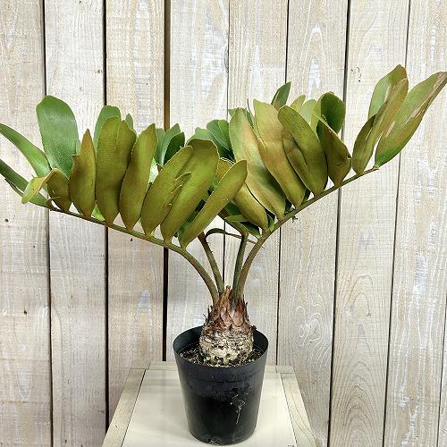 観葉植物 メキシコソテツ(ザミア フルフラケア) 4号硬質ポット(個体