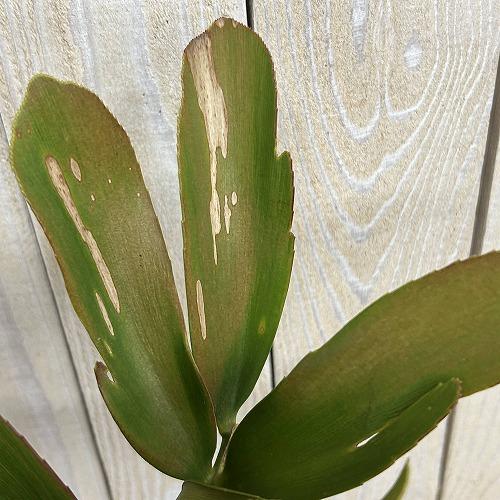 観葉植物 メキシコソテツ(ザミア フルフラケア) 4号硬質ポット(個体