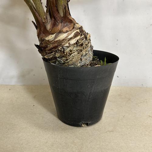 観葉植物 メキシコソテツ(ザミア フルフラケア) 4号硬質ポット(個体