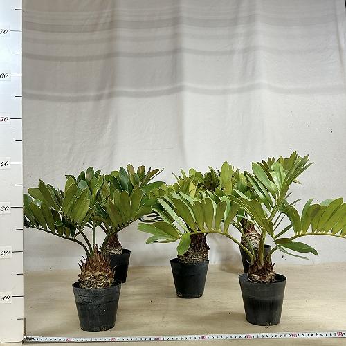 観葉植物 メキシコソテツ(ザミア フルフラケア) 4号硬質ポット(個体