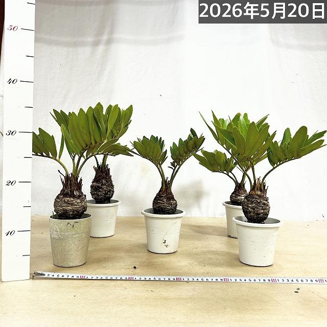 メキシコソテツ(ザミア フルフラケア) 4号硬質ポット(個体おまかせ1鉢