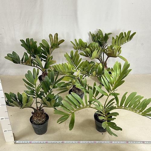 観葉植物 メキシコソテツ(ザミア フルフラケア) 4号硬質ポット(個体
