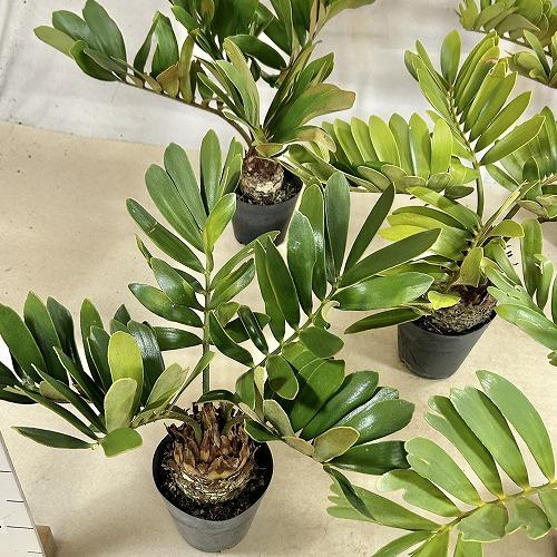 観葉植物 メキシコソテツ(ザミア フルフラケア) 4号硬質ポット(個体 