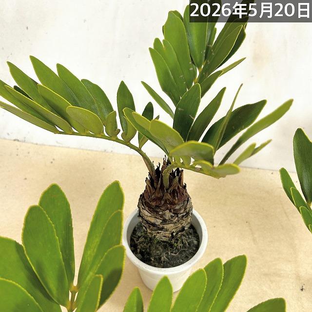 メキシコソテツ(ザミア フルフラケア) 4号硬質ポット(個体おまかせ1鉢