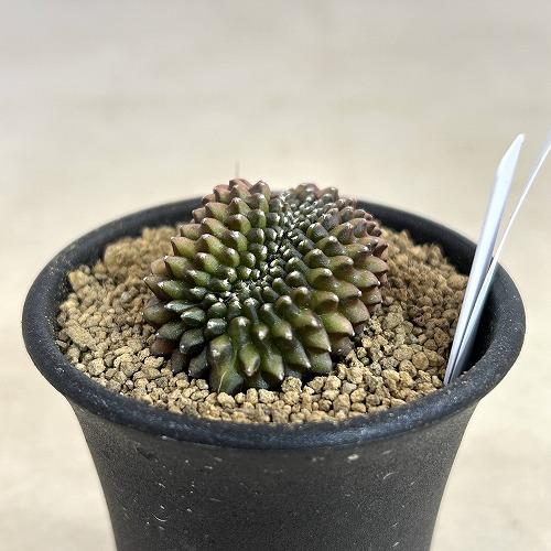 サボテン 【個体B】ギムノカリキウム 棘無し牡丹玉 石化 2.5号(現品