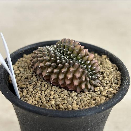 サボテン 【個体B】ギムノカリキウム 棘無し牡丹玉 石化 2.5号(現品