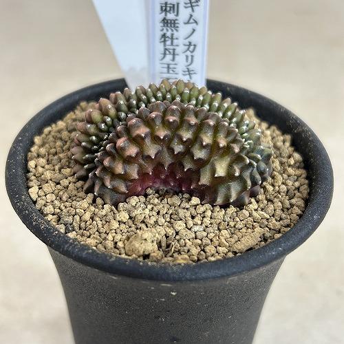 サボテン 【個体B】ギムノカリキウム 棘無し牡丹玉 石化 2.5号(現品