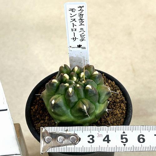 サボテン ギムノカリキウム ミハノビッチ モンストローサ 2.5号(現品