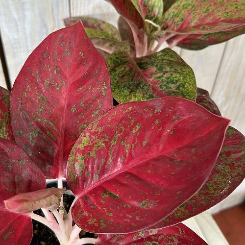 観葉植物　アグラオネマ スパモンコン 4号鉢(個体おまかせ1鉢)　インテリアグリーン 室内園芸 おしゃれ 可愛い かわいい | 