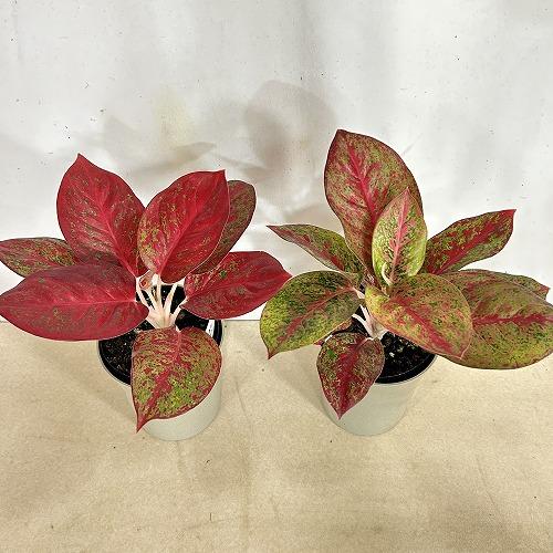 観葉植物　アグラオネマ スパモンコン 4号鉢(個体おまかせ1鉢)　インテリアグリーン 室内園芸 おしゃれ 可愛い かわいい |  | 10