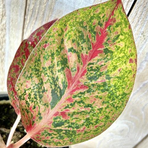 観葉植物　アグラオネマ スパモンコン 4号鉢(個体おまかせ1鉢)　インテリアグリーン 室内園芸 おしゃれ 可愛い かわいい |  | 03