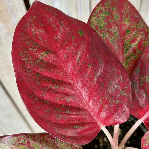 観葉植物　アグラオネマ スパモンコン 4号鉢(個体おまかせ1鉢)　インテリアグリーン 室内園芸 おしゃれ 可愛い かわいい |  | 04