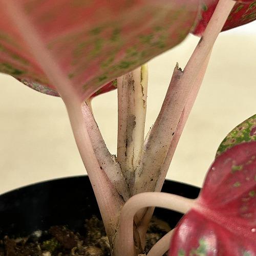 観葉植物　アグラオネマ スパモンコン 4号鉢(個体おまかせ1鉢)　インテリアグリーン 室内園芸 おしゃれ 可愛い かわいい |  | 05