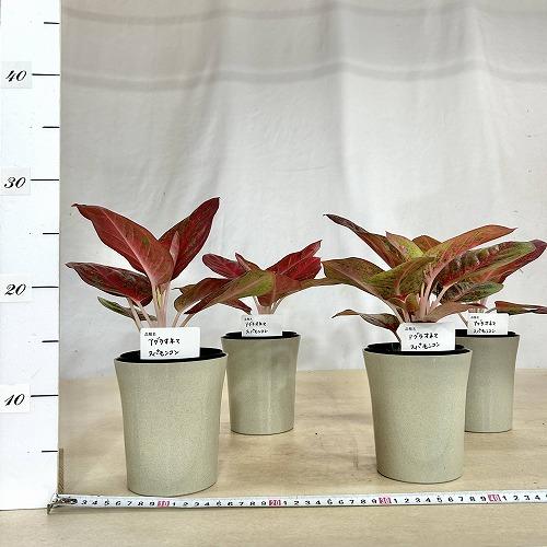 観葉植物　アグラオネマ スパモンコン 4号鉢(個体おまかせ1鉢)　インテリアグリーン 室内園芸 おしゃれ 可愛い かわいい |  | 06