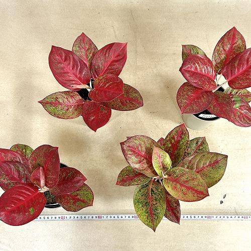 観葉植物　アグラオネマ スパモンコン 4号鉢(個体おまかせ1鉢)　インテリアグリーン 室内園芸 おしゃれ 可愛い かわいい |  | 07