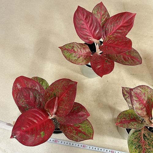観葉植物　アグラオネマ スパモンコン 4号鉢(個体おまかせ1鉢)　インテリアグリーン 室内園芸 おしゃれ 可愛い かわいい |  | 08