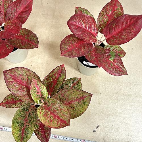 観葉植物　アグラオネマ スパモンコン 4号鉢(個体おまかせ1鉢)　インテリアグリーン 室内園芸 おしゃれ 可愛い かわいい |  | 09
