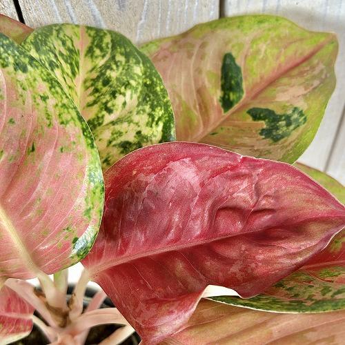 注目 アグラオネマ プラカイペットレッド 4号鉢(個体おまかせ1鉢