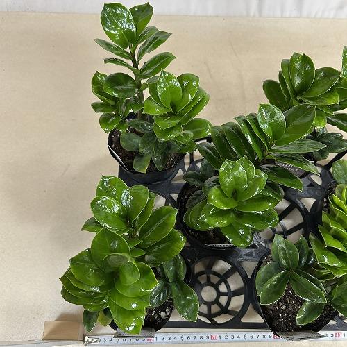 観葉植物 矮性ザミオクルカス ザミフォリア ゼンジー 4号ポット(個体