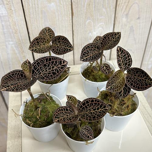 洋蘭　ジュエルオーキッド Anoectochilus albolineatus 2号(個体おまかせ1鉢)　インテリアグリーン 室内園芸 おしゃれ 可愛い かわいい |  | 01