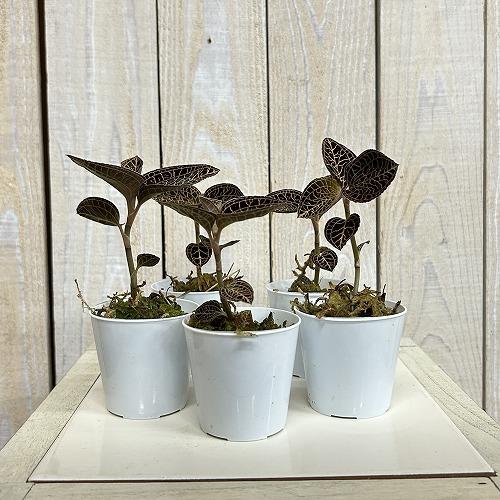 洋蘭　ジュエルオーキッド Anoectochilus albolineatus 2号(個体おまかせ1鉢)　インテリアグリーン 室内園芸 おしゃれ 可愛い かわいい |  | 02