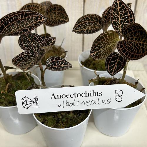 洋蘭　ジュエルオーキッド Anoectochilus albolineatus 2号(個体おまかせ1鉢)　インテリアグリーン 室内園芸 おしゃれ 可愛い かわいい |  | 03
