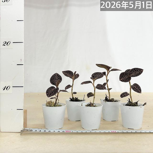 洋蘭　ジュエルオーキッド Anoectochilus albolineatus 2号(個体おまかせ1鉢)　インテリアグリーン 室内園芸 おしゃれ 可愛い かわいい |  | 04
