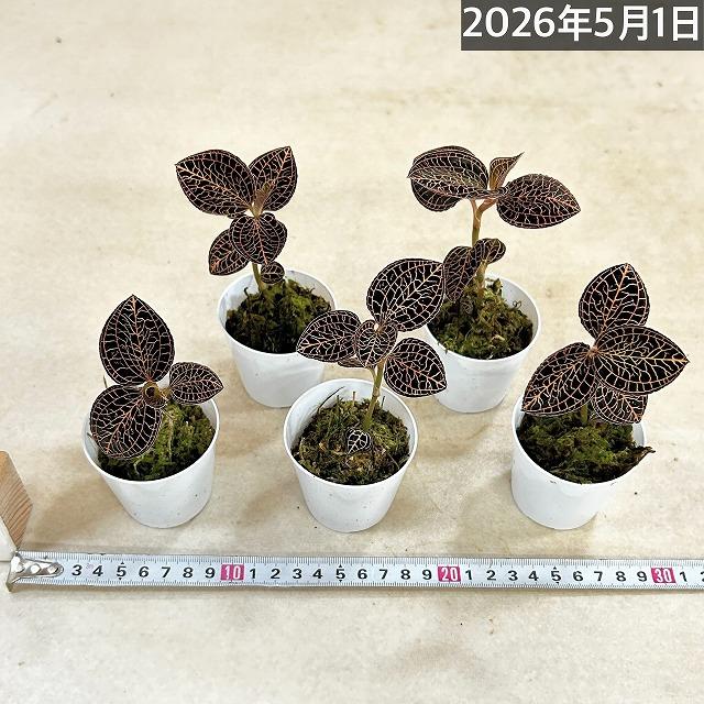洋蘭　ジュエルオーキッド Anoectochilus albolineatus 2号(個体おまかせ1鉢)　インテリアグリーン 室内園芸 おしゃれ 可愛い かわいい |  | 05
