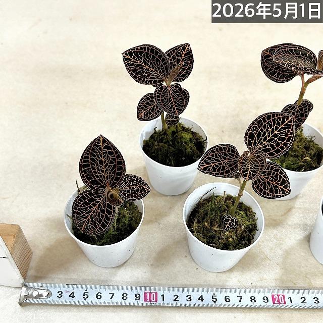 洋蘭　ジュエルオーキッド Anoectochilus albolineatus 2号(個体おまかせ1鉢)　インテリアグリーン 室内園芸 おしゃれ 可愛い かわいい |  | 06