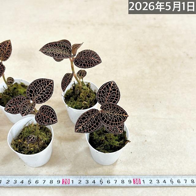 洋蘭　ジュエルオーキッド Anoectochilus albolineatus 2号(個体おまかせ1鉢)　インテリアグリーン 室内園芸 おしゃれ 可愛い かわいい |  | 07