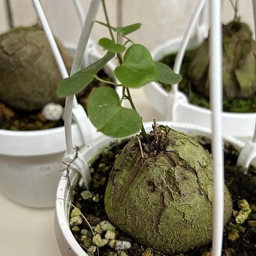 塊根植物　亀甲竜(ディオスコレア エレファンティペス) 3号吊り(個体おまかせ1鉢)　インテリアグリーン 室内園芸 おしゃれ 可愛い かわいい | 