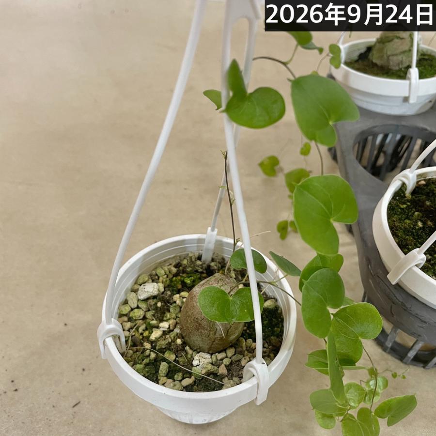 塊根植物 亀甲竜(ディオスコレア エレファンティペス) 3号吊り(個体