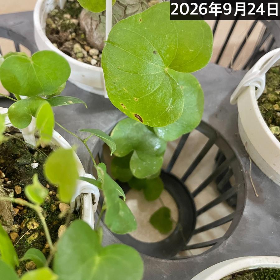 塊根植物 亀甲竜(ディオスコレア エレファンティペス) 3号吊り(個体
