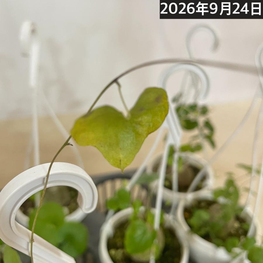 塊根植物 亀甲竜(ディオスコレア エレファンティペス) 3号吊り(個体
