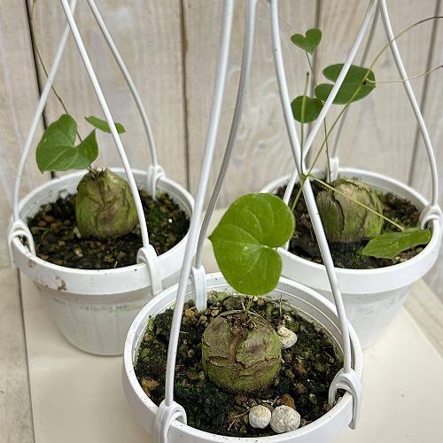 塊根植物　亀甲竜(ディオスコレア エレファンティペス) 3号吊り(個体おまかせ1鉢)　インテリアグリーン 室内園芸 おしゃれ 可愛い かわいい |  | 01