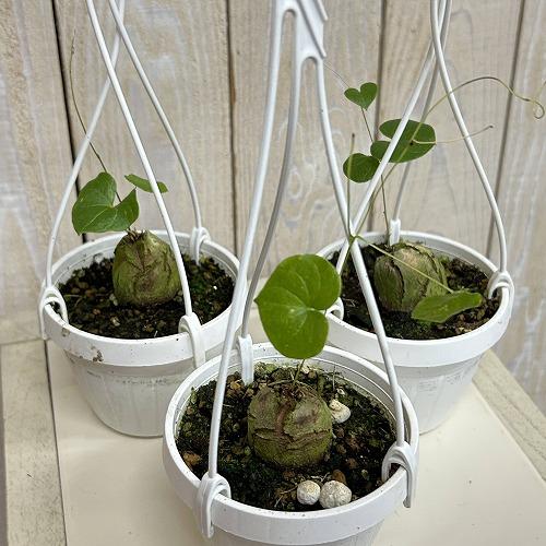塊根植物　亀甲竜(ディオスコレア エレファンティペス) 3号吊り(個体おまかせ1鉢)　インテリアグリーン 室内園芸 おしゃれ 可愛い かわいい |  | 02