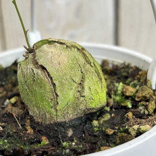 塊根植物　亀甲竜(ディオスコレア エレファンティペス) 3号吊り(個体おまかせ1鉢)　インテリアグリーン 室内園芸 おしゃれ 可愛い かわいい |  | 04