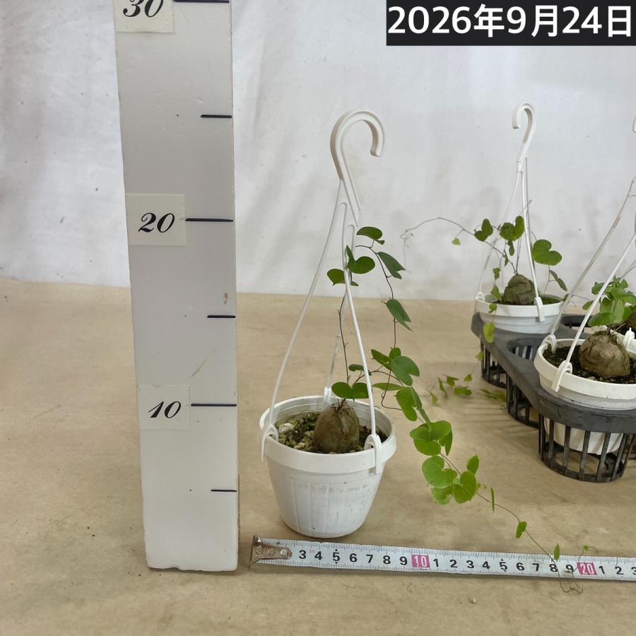 塊根植物 亀甲竜(ディオスコレア エレファンティペス) 3号吊り(個体