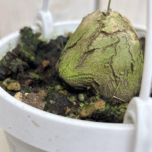 塊根植物　亀甲竜(ディオスコレア エレファンティペス) 3号吊り(個体おまかせ1鉢)　インテリアグリーン 室内園芸 おしゃれ 可愛い かわいい |  | 05