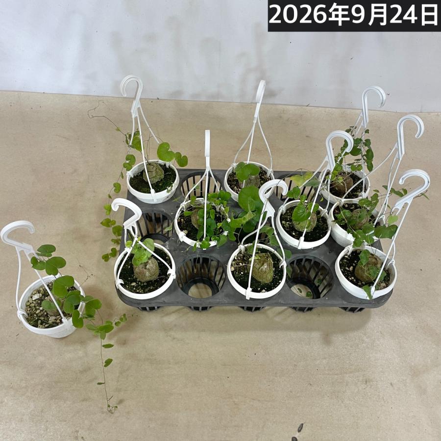 塊根植物 亀甲竜(ディオスコレア エレファンティペス) 3号吊り(個体