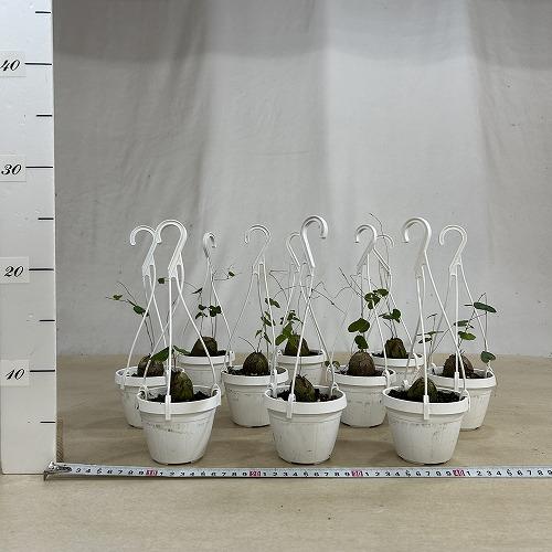塊根植物　亀甲竜(ディオスコレア エレファンティペス) 3号吊り(個体おまかせ1鉢)　インテリアグリーン 室内園芸 おしゃれ 可愛い かわいい |  | 06