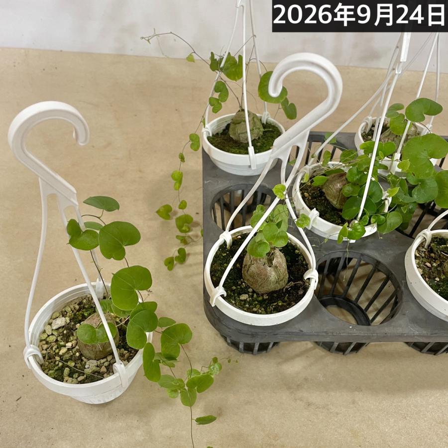 塊根植物 亀甲竜(ディオスコレア エレファンティペス) 3号吊り(個体
