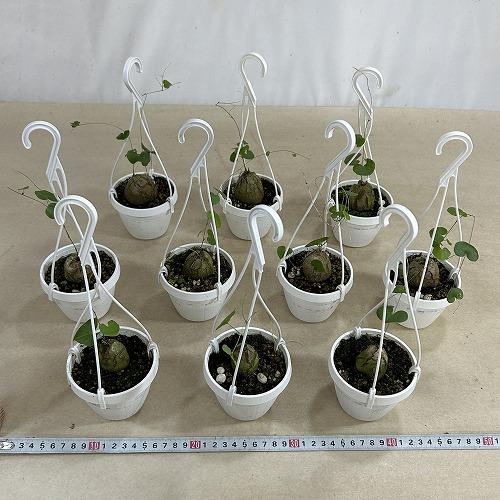 塊根植物　亀甲竜(ディオスコレア エレファンティペス) 3号吊り(個体おまかせ1鉢)　インテリアグリーン 室内園芸 おしゃれ 可愛い かわいい |  | 07